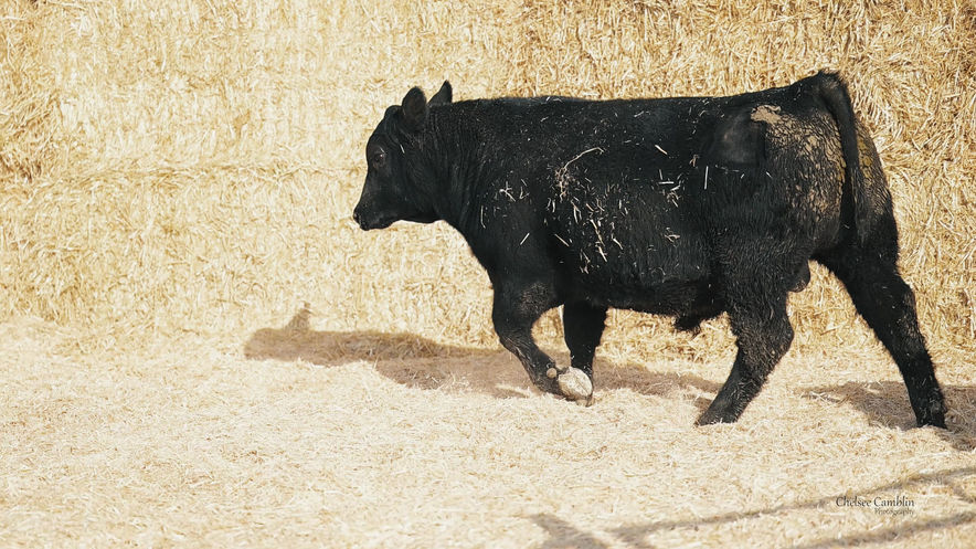 Lot 16